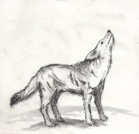 Coyote sketch